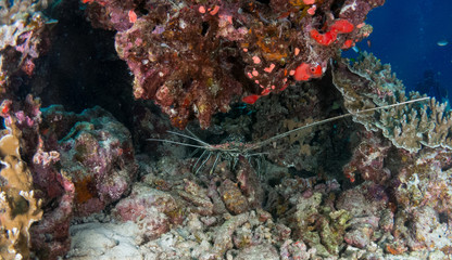 Fototapeta na wymiar lobster at sea on the Costa Brava