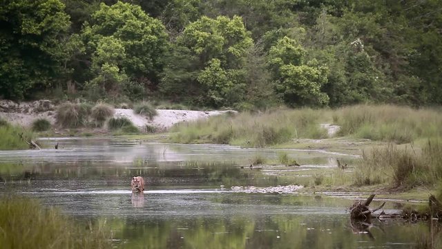 Bengal tiger male crossing river in Bardia national park, Nepal - specie Panthera tigris family of felidae
