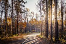 Morning country road through the pine forest