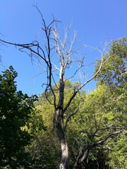 Tree Plant sky branch no people Growth day beauty in Nature Low angle view Clear Tranquility blue Green color scenics