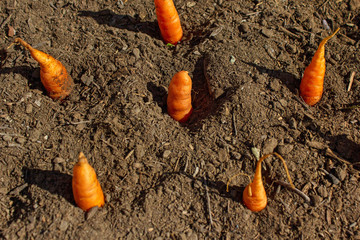 Carrots in soil
