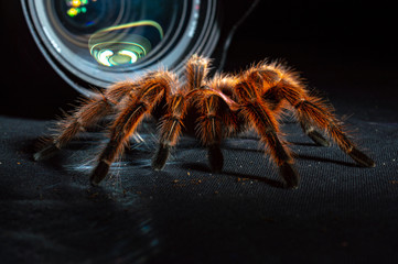 Tarantula in front of a camera lens