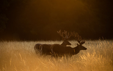 two red deer stags