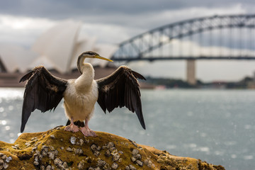 Australian Darter in Sydney Harbour