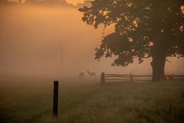 Deer silhouettes during mist