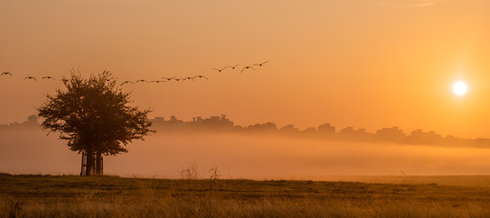 Birds flying silhouettes during misty sunrise