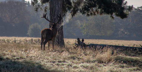 Stag breathing out during cold morning