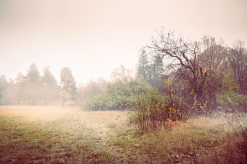 Obraz na płótnie Canvas Misty autumn landscape, toned