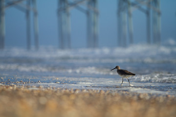 Sandpiper on the beach