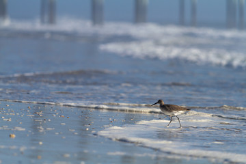 Sandpiper on the beach
