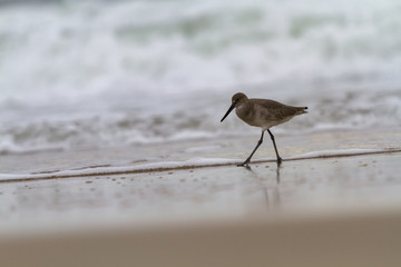 Sandpiper on the beach