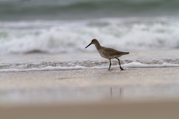 Sandpiper on the beach