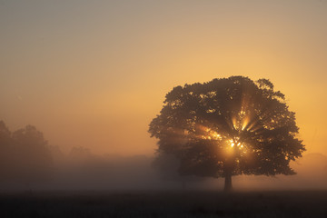 The Sunrise tree