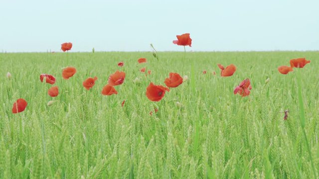 Red poppies blowing in the breeze in a field in France