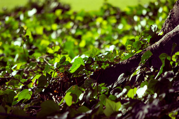 green leaves background