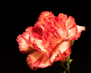 Single Carnation 1026