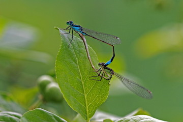 Hufeisen Azurjungfern (Coenagrion puella) bei der Paarung
