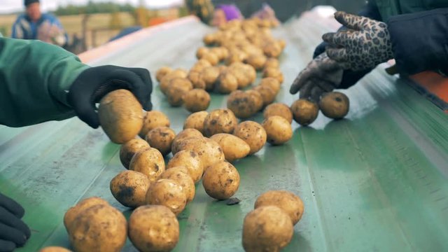 Farm workers sort potatoes on a moving line, close up.