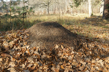 Obraz premium Муравейник в осеннем лесу