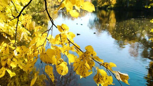 Yellow leaves of an alder swaying in the wind by the lake in the park in autumn