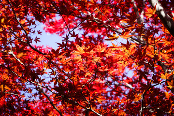  Autumn season colorful of leaves in Hokkaido Japan