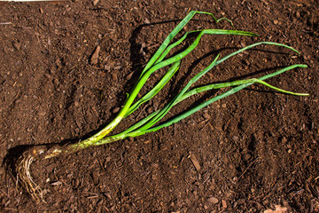Fresh onions in soil