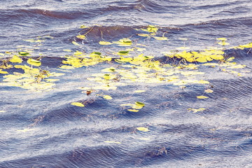 Algae on the water surface.