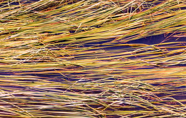 Algae on the water surface.