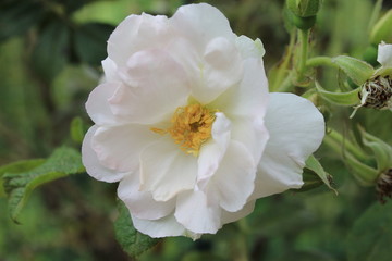 The white phlox is bathed in the sunshine of a summer day. Phlox flower on isolated green background