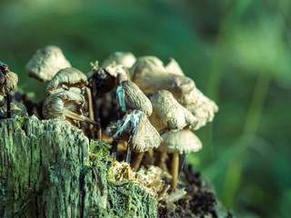 A group of white tiny mushrooms growing on a rotten tree stump