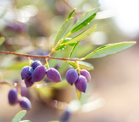Olive branch and tree, ready for harvesting, natural abstract background and texture