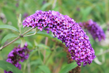 Purple buddleya bathed in the sunshine of a summer day. Purple buddleya flower on an isolated green background
