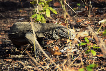 Komodo Dragon on Rinca Island, Komodo National Park, Indonesia