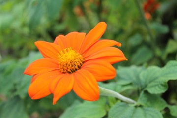 Chinese chrysatema flower meets sunrise in a city park. Chinese chrysanthemum flower on an isolated background