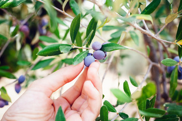 woman's farmer's hand touches ripe olives on a tree branch, harvest, agriculture, organic products