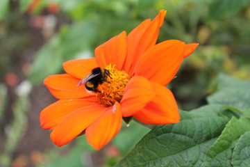 big bumblebee is resting on the flower of Chinese chrysanthemum. Chinese chrysanthemum flower on an isolated background