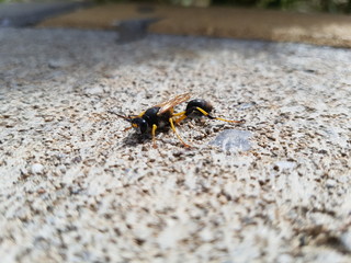 Wasp in the city