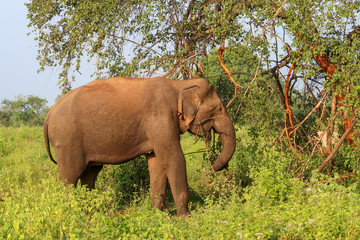 Fototapeta na wymiar Wild Asian Elephant in Sri Lanka, Udawalawe National Park Safari.