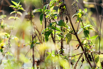 Old and large leaves of nettles. Nettle growing in high grass