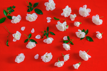 赤バックの白いバラの花と葉