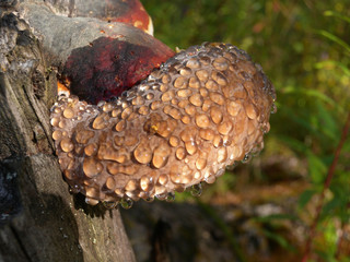 A strange mushroom with water droplets grows on an old stump