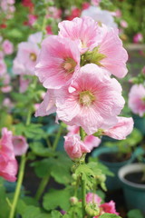Obraz premium hollyhock flower rosea in the garden
