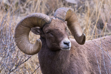 Fototapeta premium Colorado Rocky Mountain Bighorn Sheep - Mature Rutting Bighorn Ram.