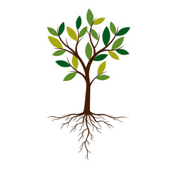 Fototapeta premium Color Tree and Roots. Vector Illustration.