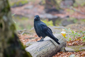 Corvus カラス ハシボソガラス 野生 仕草 習性
