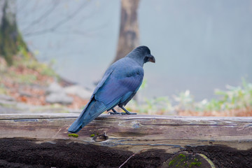 Corvus カラス ハシボソガラス 野生 仕草 習性