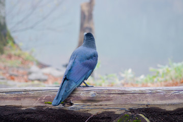 Corvus カラス ハシボソガラス 野生 仕草 習性