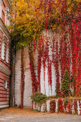 Background of red and green Virginia creeper known as five-leaved ivy on the wall.