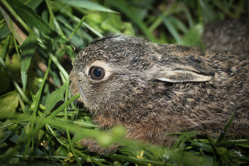 bunny
