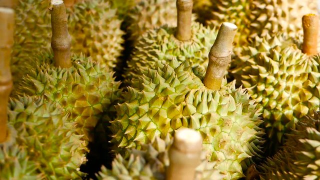 Asian king of fruits Durian is on the counter in the night market in Thailand. Durians are very large and the price is expensive. Exotic tropical fruit with green and prickly flesh has unusual taste.